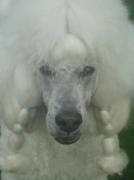 /album/bildgalleri/ser-jpg1/