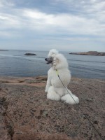 /album/bildgalleri/a1388-10151617947210345-1900149472-n-jpg/