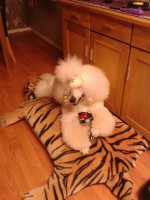 /album/bildgalleri/a9283-10151121928645345-1108586779-n-jpg/