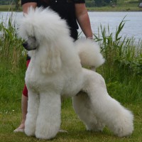 /album/bildgalleri/a179770-10151525458930345-2016389544-n-jpg/