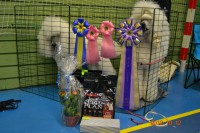 /album/bildgalleri/a292704-10151130163880345-508459676-n-jpg/