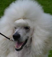 /album/bildgalleri/a376804-10150947345840345-1943375872-n-jpg/