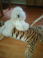 /album/bildgalleri/a484625-10150962427735345-215880702-n-jpg/