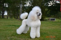 /album/bildgalleri/a488226-10151062448820345-722874373-n-jpg/