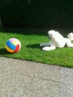 /album/bildgalleri/a526137-10150871397195345-1546567749-n-jpg/