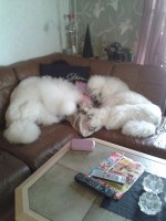 /album/bildgalleri/a550462-10151119016510345-46389041-n-jpg/