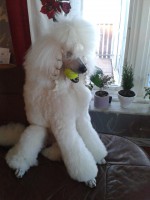 /album/bildgalleri/a565249-10151269889200345-670403732-n-jpg/