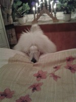 /album/bildgalleri/a565978-10151208783175345-707918458-n-jpg/