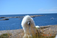 /album/bildgalleri/a602524-10150990606680345-309842835-n-jpg/