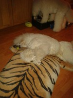 /album/bildgalleri/a702189-10151241836585345-1450289929-n-jpg/