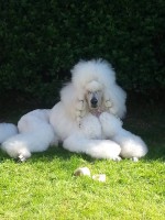 /album/bildgalleri/a936071-10151515681955345-1441227626-n-jpg/