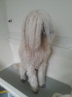 /album/bildgalleri/a954662-10151512195640345-2014533722-n-jpg/