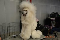 /album/bildgalleri/a969771-10151476430705345-698352938-n-jpg/