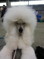 /album/bildgalleri/a1240573-10151715752860345-674411902-n-jpg/