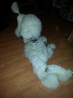 /album/bildgalleri/a1476259-10151893290630345-339383952-n-jpg/