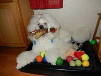 /album/bildgalleri/a1524765-10151944798475345-1488589654-n-jpg/