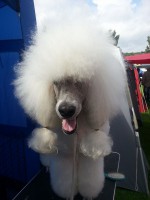 /album/bildgalleri/a1601032-10151942907030345-1983580493-n-jpg/