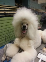 /album/bildgalleri/a1891182-10152041980980345-677535360-n-jpg/