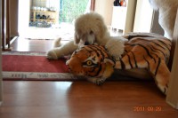 /album/bildgalleri/dc9e7fb7699c542f6d1529f95115de29-jpg/